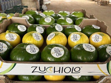 Ви зараз переглядаєте Новий вид овочів Zucchiolo від Unica Fresh отримав нагороду на Fruit Logistica