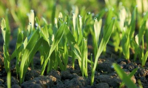 Ви зараз переглядаєте Під час внесення міндобрив аграріям варто зважати на запаси продуктивної вологи
