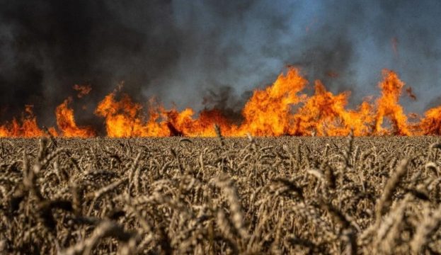 Ви зараз переглядаєте Війна в Україні обвалює світові ціни на пшеницю
