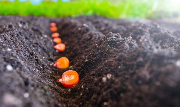 Ви зараз переглядаєте В Мінагрополітики обговорили розширення переліку насіння, яке можна експортувати до ЄС
