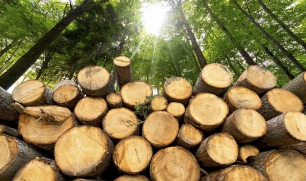 Ви зараз переглядаєте На Буковині судитимуть експосадовця лісового господарства