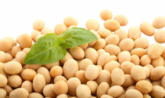 Ви зараз переглядаєте Українська соя не потрапить під заборони від ЄС