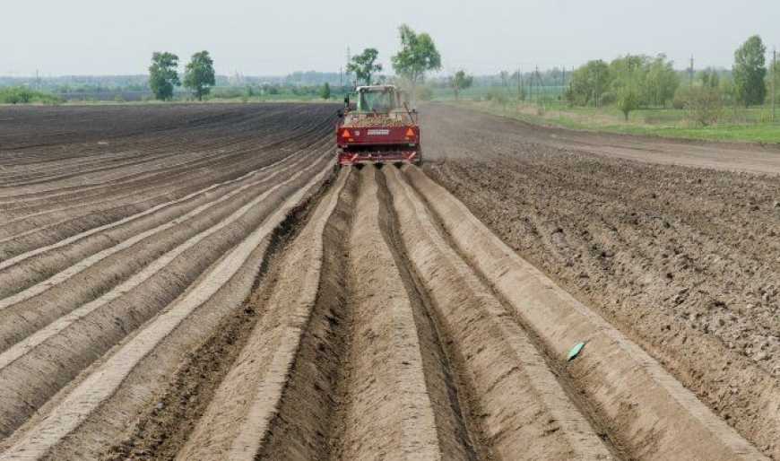 Ви зараз переглядаєте Цьогоріч на Волині збільшать площі під картоплею та овочами