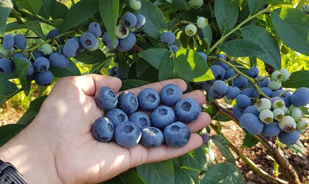 Ви зараз переглядаєте Польща ризикує втратити врожай лохини