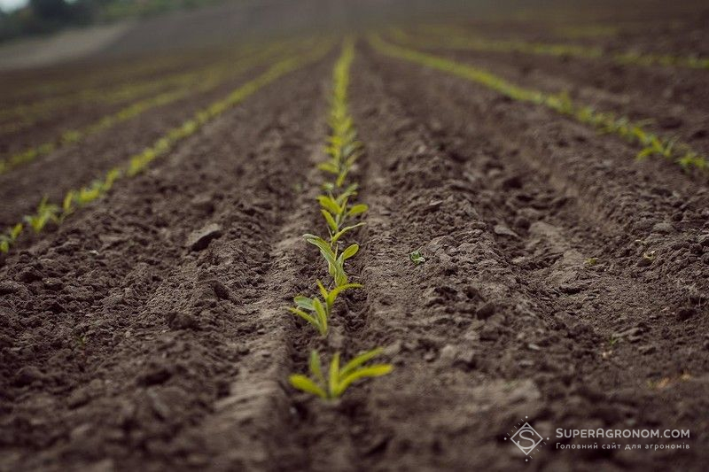 Детальніше про статтю Посівна ранніх ярих культур на Хмельниччині виконана на 80%
