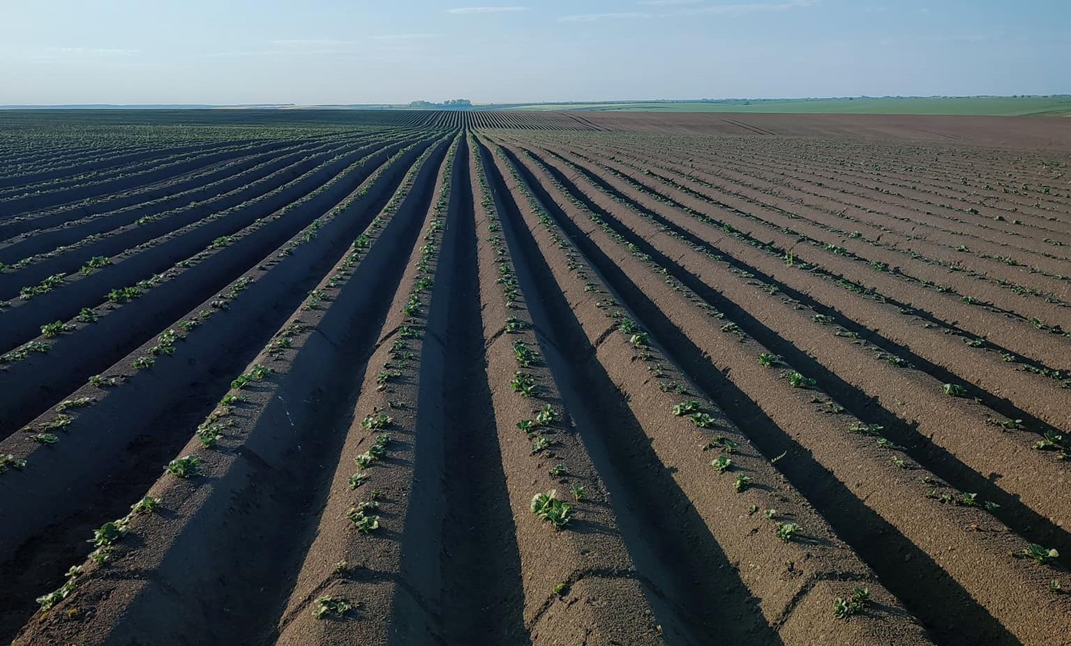 Ви зараз переглядаєте Земельні аукціони «Prozorro.Продажі» поповнили бюджет на 2,82 млрд грн