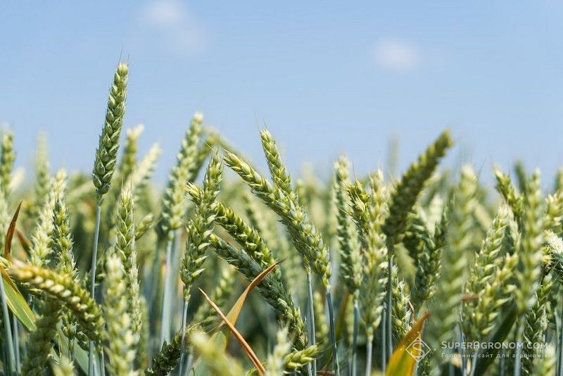 Ви зараз переглядаєте Аграрії вирощують більше ярих пшениці та ячменю, ніж раніше