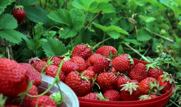 Ви зараз переглядаєте На Дніпропетровщині вирощують полуницю під обстрілами рф
