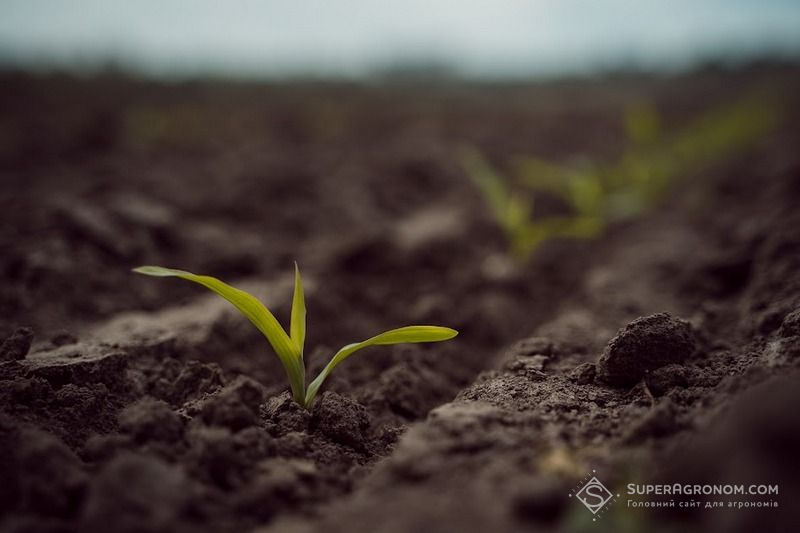 Ви зараз переглядаєте Чи варто пересівати кукурудзу після нічних приморозків, — розповів фахівець