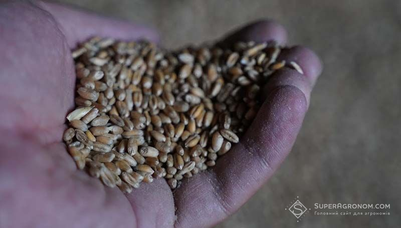 Ви зараз переглядаєте Ціни на пшеницю в Україні тримаються, в Європі втратили зростання