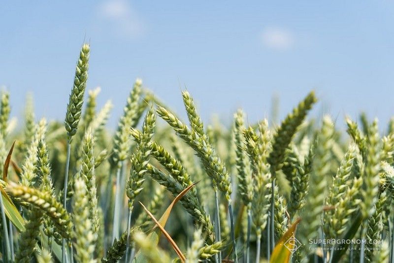 Ви зараз переглядаєте Дефіцит опадів знижує запаси продуктивної вологи і негативно впливає на цьогорічний урожай озимої пшениці