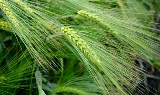 Ви зараз переглядаєте Значне збільшення виробництва ячменю у ЄС загрожує цінам на українську зернову