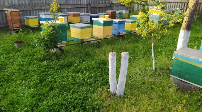 Ви зараз переглядаєте На пасіках не вистачає найманих працівників