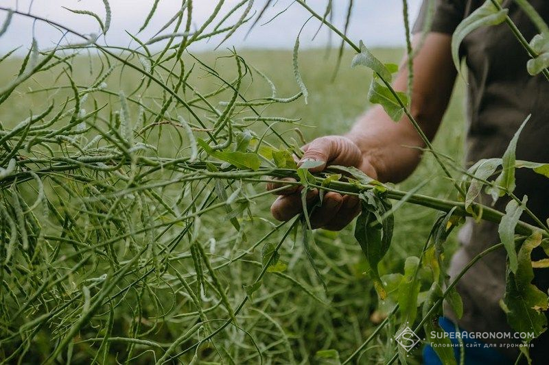 Ви зараз переглядаєте Озимий ріпак в технології no-till: експерт порадив, як вибрати гібрид