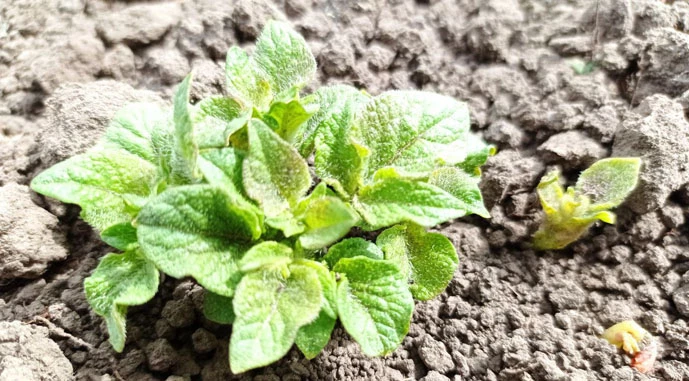 Ви зараз переглядаєте Погода зриває графік садіння картоплі у Європі