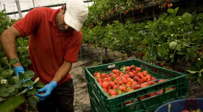 Ви зараз переглядаєте Українських сезонних працівників більше не цікавить Польща