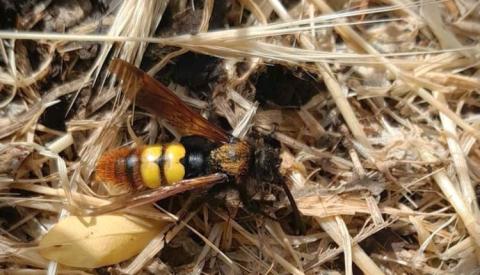 Ви зараз переглядаєте У Дніпрі з’явились найбільші в Європі оси