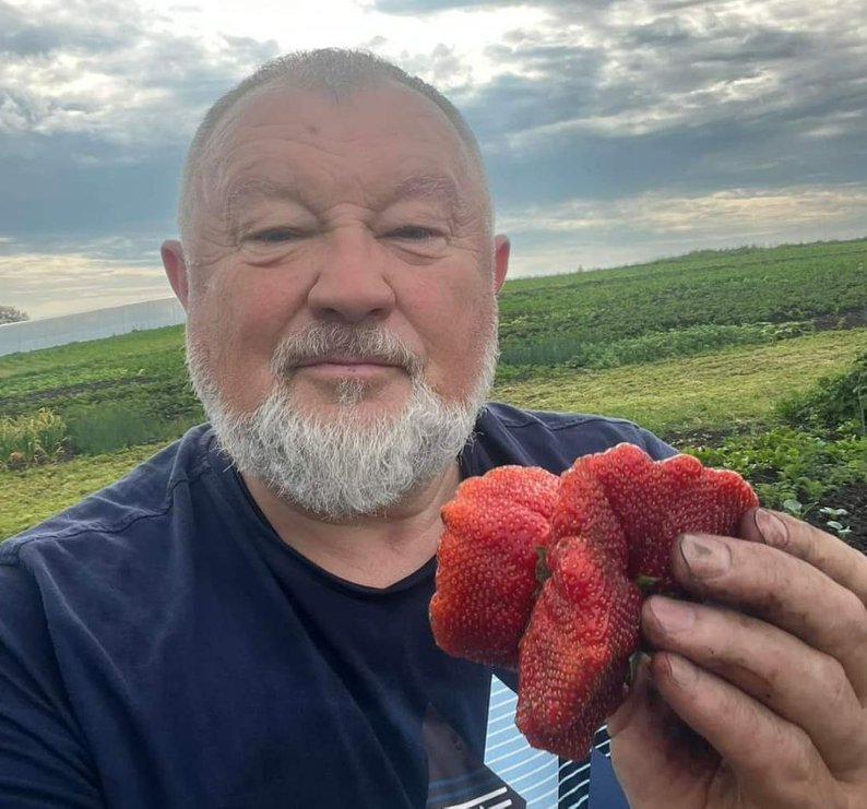Ціна полуниць, догляд за полуницями2