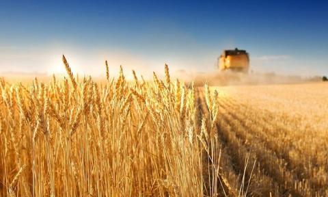 Ви зараз переглядаєте В травні Україна зменшила експорт агропродукції та збільшила продаж продукції металургії