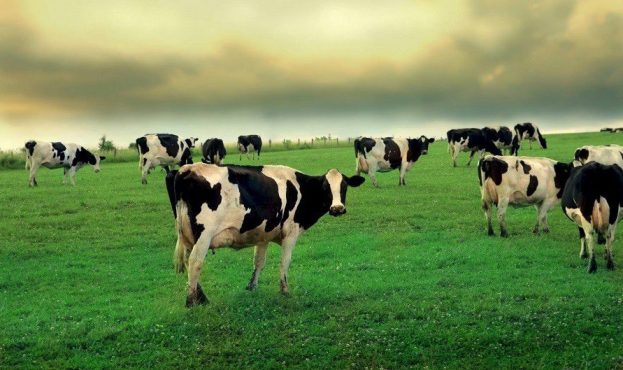 Ви зараз переглядаєте На Чернігівщині фермерка за грантові кошти збільшила вдвічі поголів’я корів