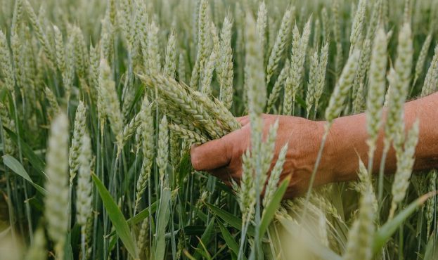 Ви зараз переглядаєте ФАО прогнозує рекордне виробництво зернових у світі