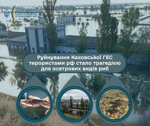 Ви зараз переглядаєте Руйнування Каховської ГЕС терористами рф стало трагедією для осетрових видів риб