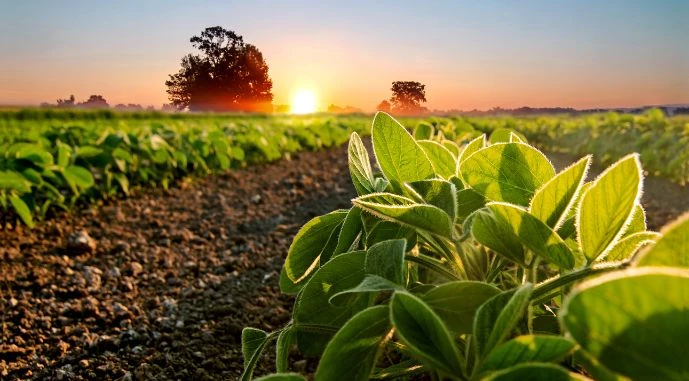 Ви зараз переглядаєте Для збільшення виробництва білкових культур у ЄС потрібні конкретні рішення