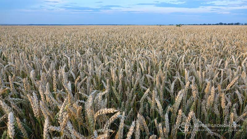 Ви зараз переглядаєте Достигання зерна озимої пшениці розпочнеться на 2-2,5 тижні раніше середніх багаторічних термінів — агрометеорологи