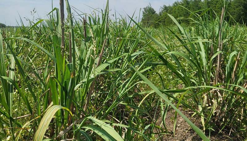 Ви зараз переглядаєте Міскантус як енергетична культура — вигоди від вирощування назвав аграрій з Вінниччини