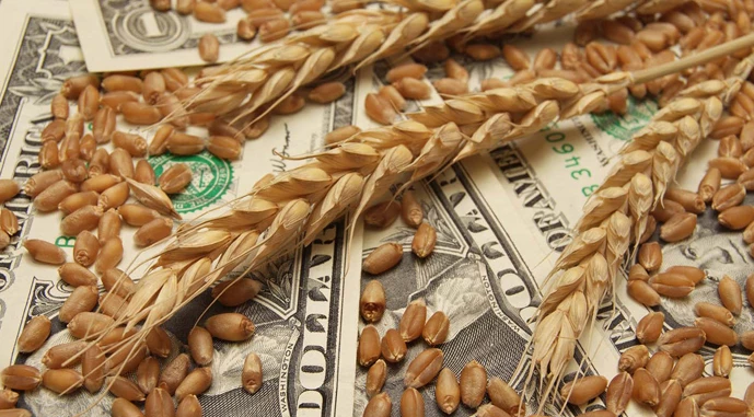 Ви зараз переглядаєте Єгипет закупив майже 0,5 млн т пшениці: найбільше — російської