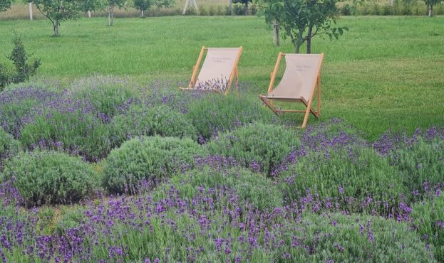 Ви зараз переглядаєте На Житомирщині фермерка висадила велике лавандове поле