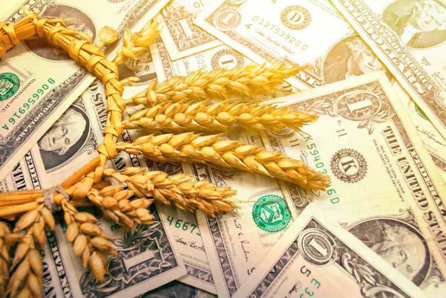 Ви зараз переглядаєте Ринок пшениці: скорочення урожаю в рф підтримує високі стартові ціни в Україні
