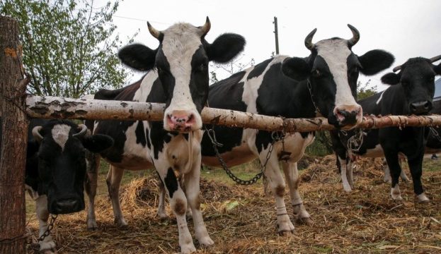 Ви зараз переглядаєте В ДАР надійшло майже 15 тис заявок від аграріїв на допомогу для утримання поголів’я корів