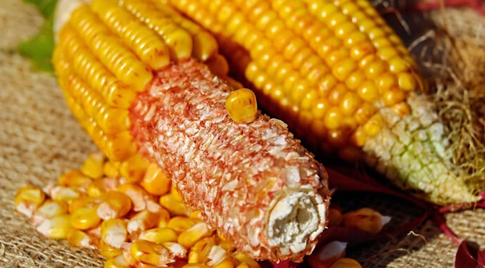 Ви зараз переглядаєте Аргентина відновить експорт кукурудзи до Китаю після тривалої перерви