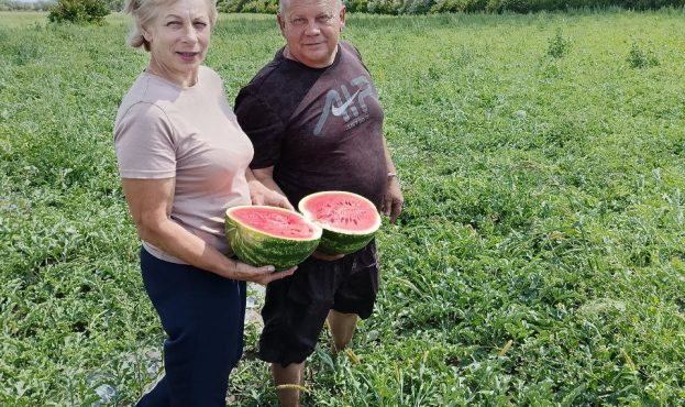 Ви зараз переглядаєте Фермер з Херсонщини вирощує кавуни на Львівщині