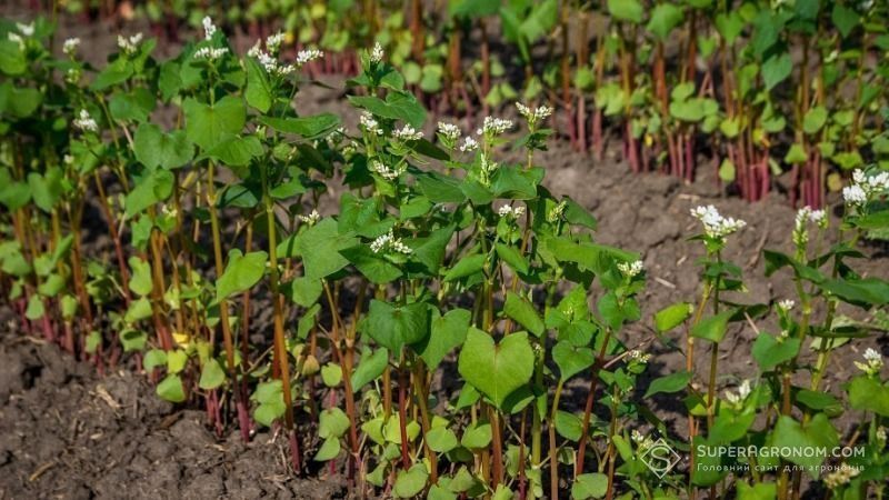 Ви зараз переглядаєте Ціни на гречку цього року можуть значно зрости