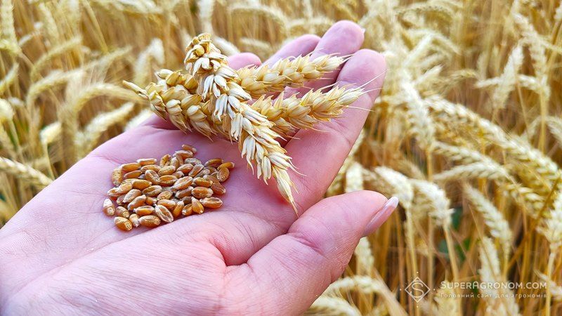 Ви зараз переглядаєте Ціни на пшеницю в ЄС падають, ціни на українському ринку переважно стабільні