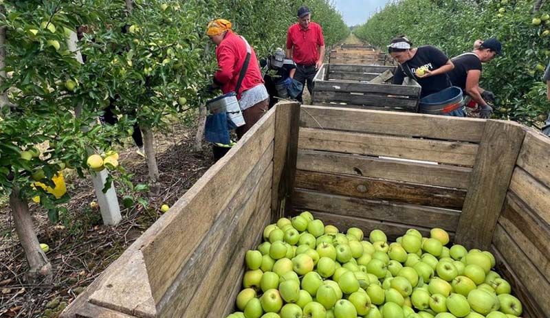 Ви зараз переглядаєте Ціна на яблука цьогоріч вища через неурожай — аграрій