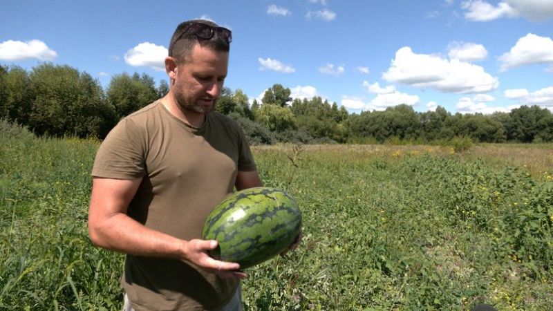 Ви зараз переглядаєте На Чернігівщині успішно вирощують кавуни: вага досягає 18 кілограм