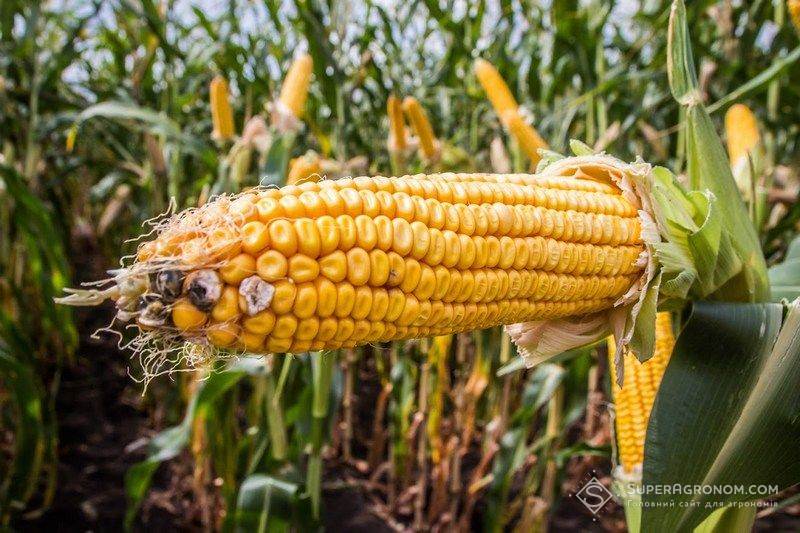 Ви зараз переглядаєте На качанах кукурудзи розвиваються бактеріоз і фузаріоз, зазначають у Держпродспоживслужбі