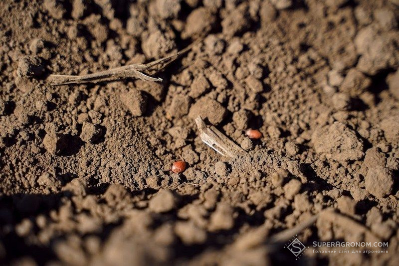 Ви зараз переглядаєте Скільки насінин висівати на погонний метр — науковець порадив простий спосіб