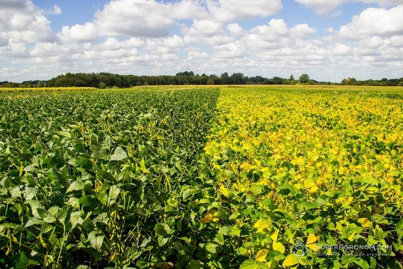 Ви зараз переглядаєте Соя по no-till — фахівець порадив, коли проводити десикацію