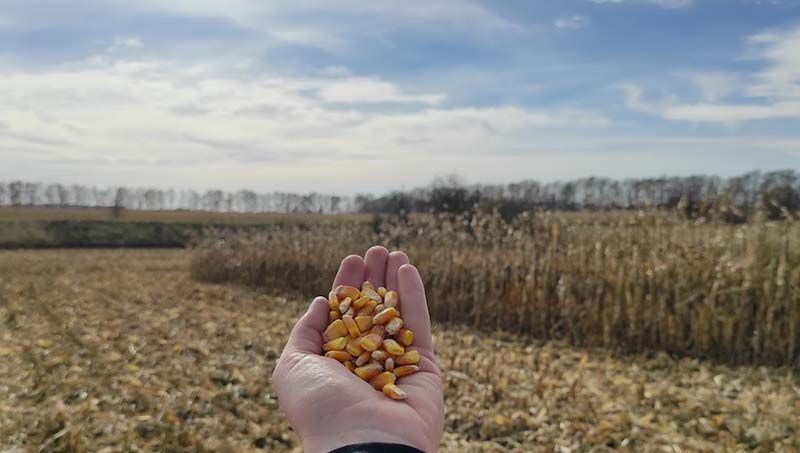 Ви зараз переглядаєте Аграрії Хмельниччини зібрали зернові культури, включаючи кукурудзу, з 67% площ