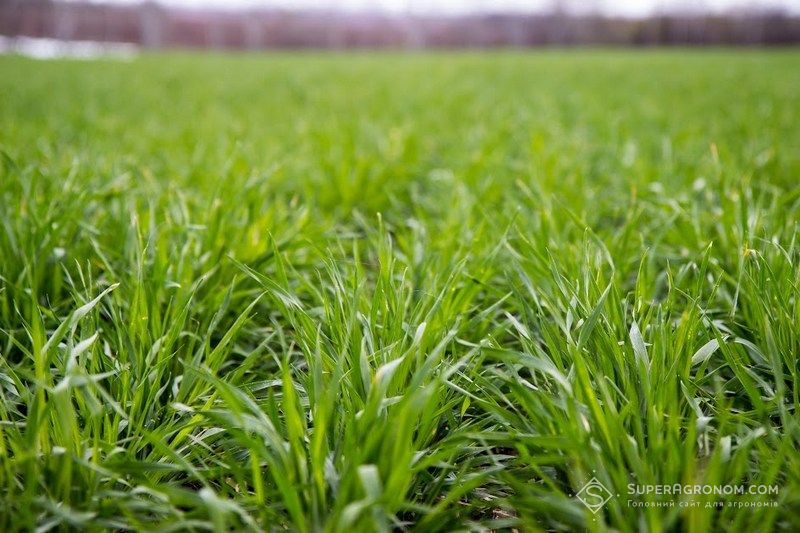 Ви зараз переглядаєте Фунгіцидний протруйник для озимих зернових пізніх термінів сівби порадив Ukravit