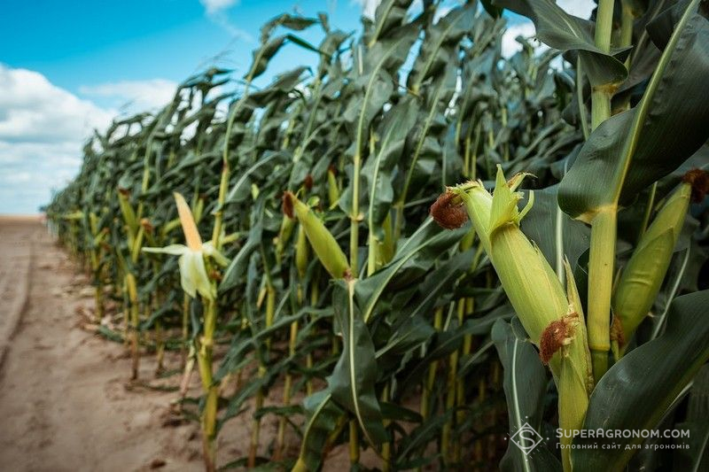 Ви зараз переглядаєте ТОП-10 країн з виробництва кукурудзи в 2024 році — список ще оновлюватиметься