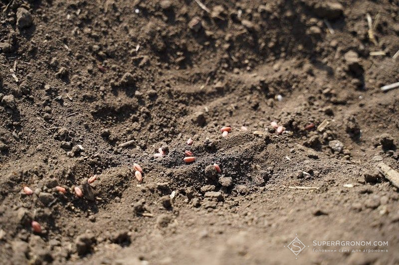 Ви зараз переглядаєте ТОП помилок під час сівби озимих зернових у пізні терміни