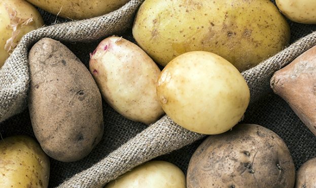 Ви зараз переглядаєте Картоплярство у Європі стало ризикованим бізнесом