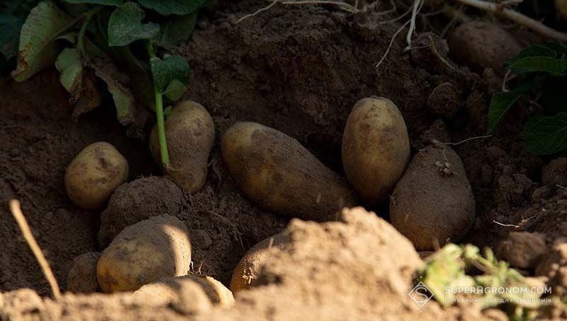 Ви зараз переглядаєте Чи небезпечна для рослин наявність хлору в добривах пояснили фахівці