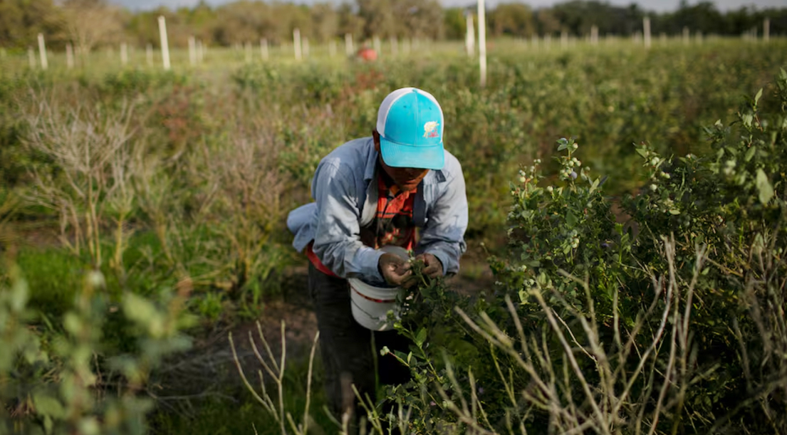 Ви зараз переглядаєте Фермери США попередили, що масова депортація нелегалів підніме ціни на продукти