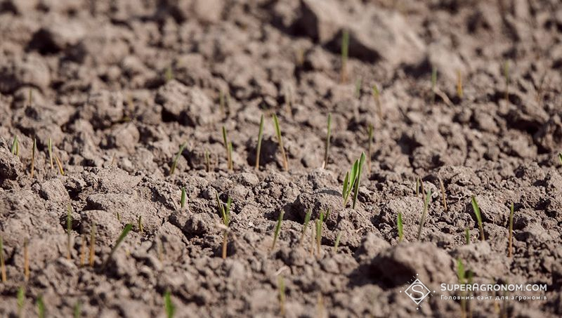 Ви зараз переглядаєте Посівну озимих культур завершили в компаніях Контінентал та Агрейн